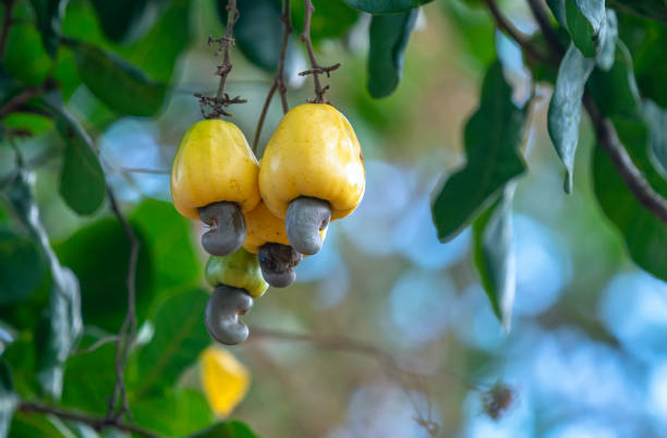 Cashew Farming